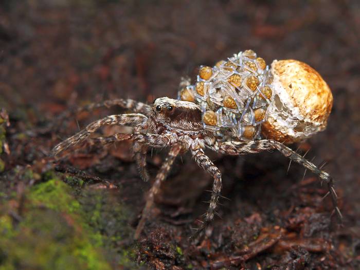 Самка паука-волка (Pardosa sp.) с паучатами, фото фотография паукообразные