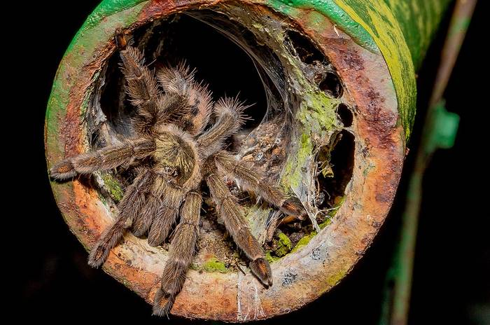 Тринидадский шеврон (Psalmopoeus cambridgei), фото фотография паукообразные