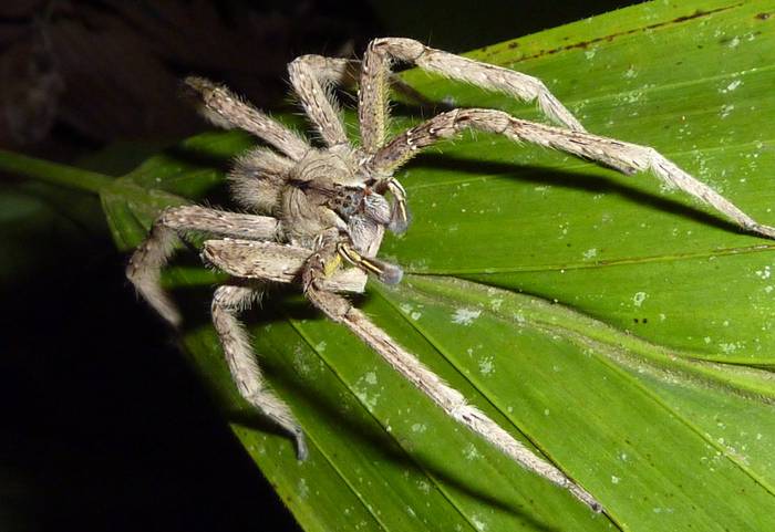 Бразильский странствующий паук, бразильский охотник, банановый паук (Phoneutria fera), фото фотография паукообразные
