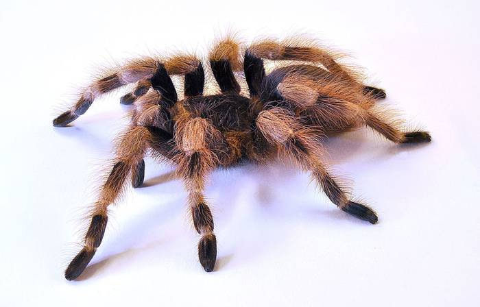Бразильский черно-белый паук, нанду колоратовилосус (Nhandu coloratovillosus), фото фотография паукообразные