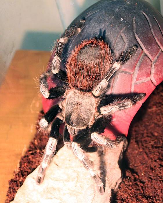 Полосато-белый птицеед, ласиодора кристата, нанду хроматус (Lasiodora cristata, Nhandu chromatus), фото фотография паукообразные