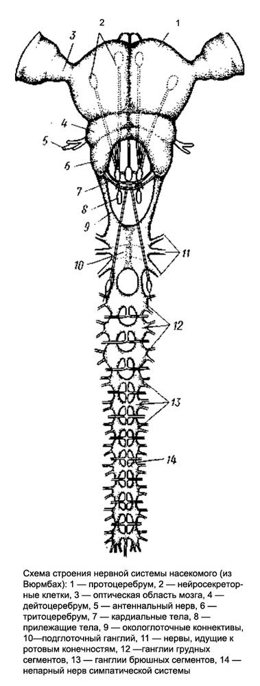 Схема строения нервной системы насекомого, рисунок картинка изображение