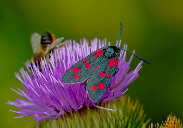 Пестрянка таволговая (Zygaena filipendulae), фото насекомые фотография
