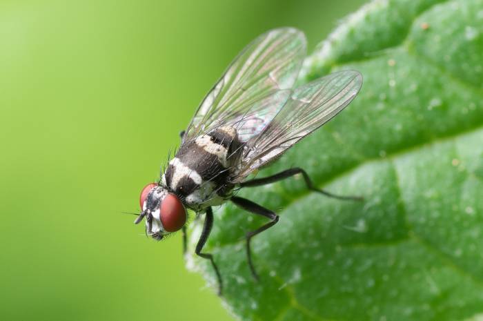 Цветочная муха (Anthomyia procellaris), фото насекомые фотография