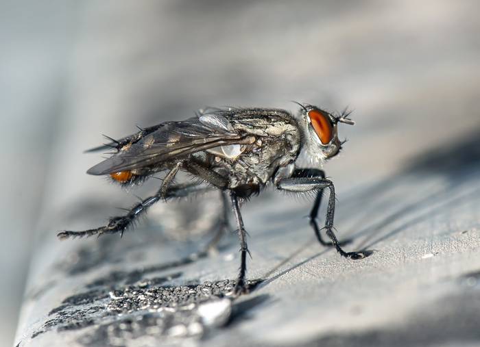 Серая мясная муха, или саркофагид (Sarcophagidae), фото насекомые фотография