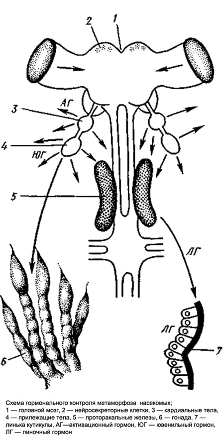 Схема гормонального контроля метаморфоза насекомых, рисунок картинка изображение