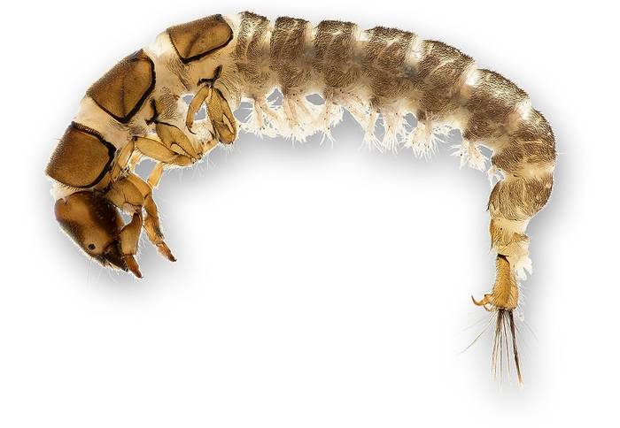 Гидропсихе прозрачная (Hydropsyche pellucidula), личинка, фото фотография насекомые