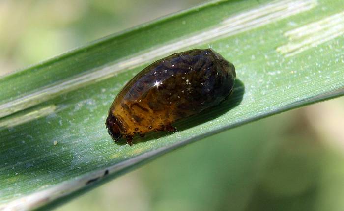 Пьявица красногрудая (Oulema melanopus), личинка, фото фотография насекомые