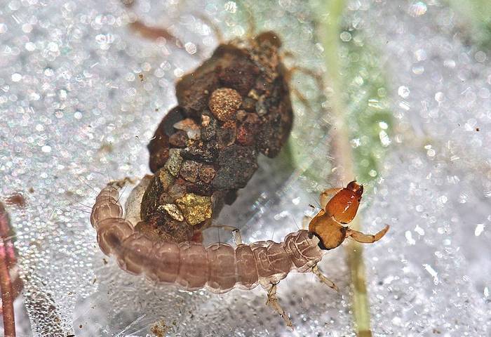 Свободноживущая личинка ручейника Rhyacophila carolina, фото насекомые фотография