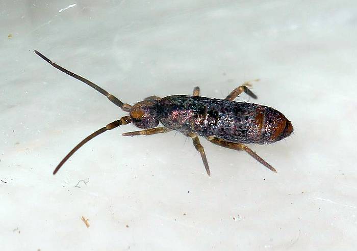 Томоцерус минор (Tomocerus minor), фото насекомые фотография
