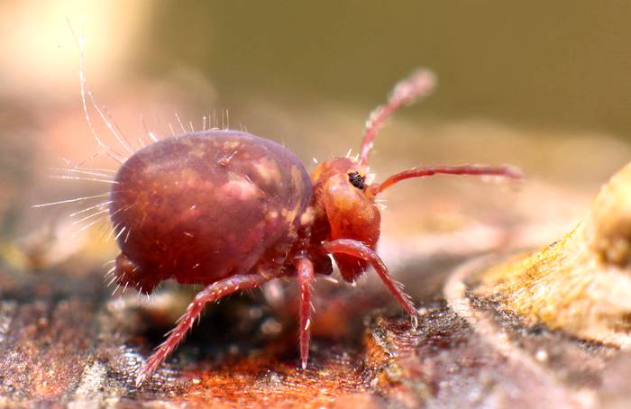 Пещерная коллембола (Dicyrtoma fusca), фото насекомые фотография