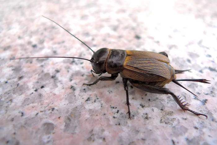 Сверчок домовый (Acheta domesticus), фото фотография насекомые