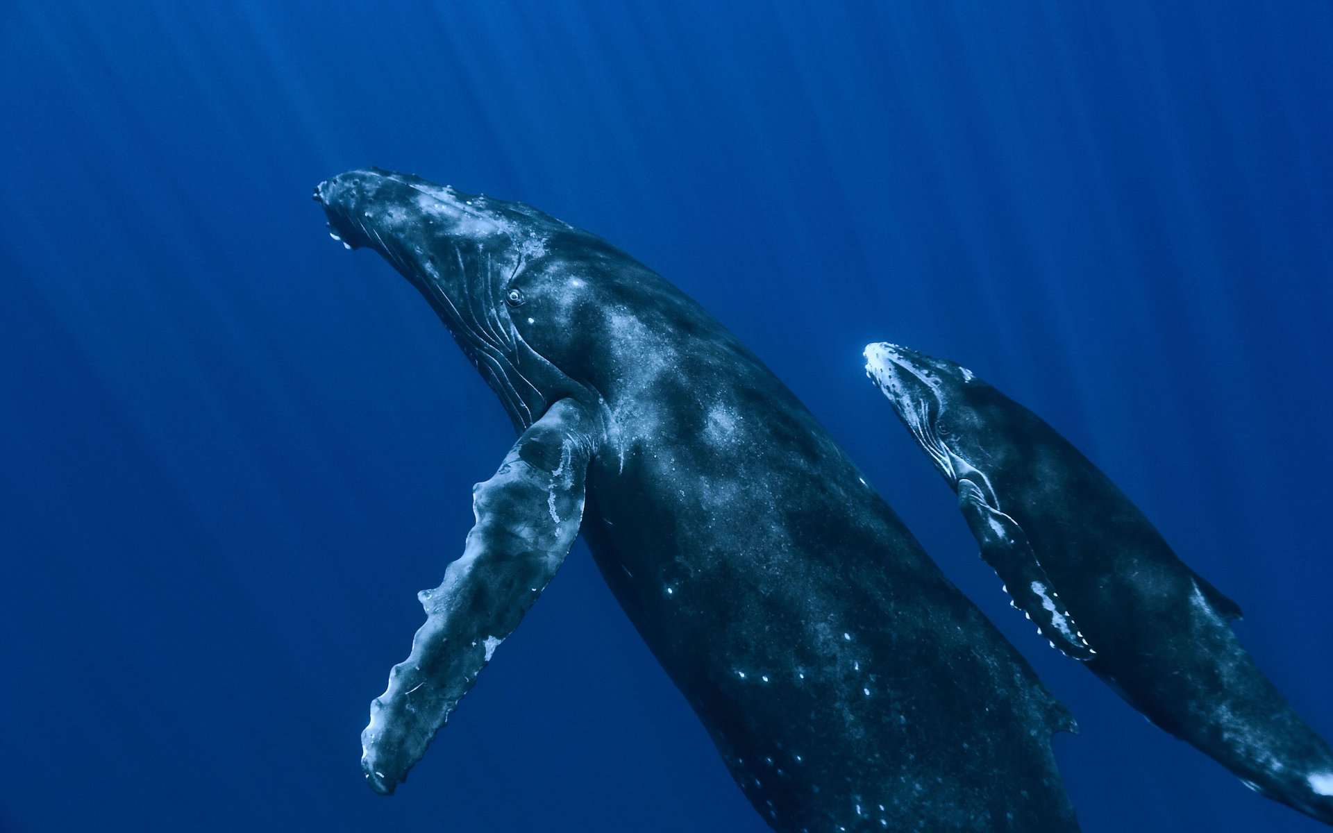 Мир обоев красногорск красный кит