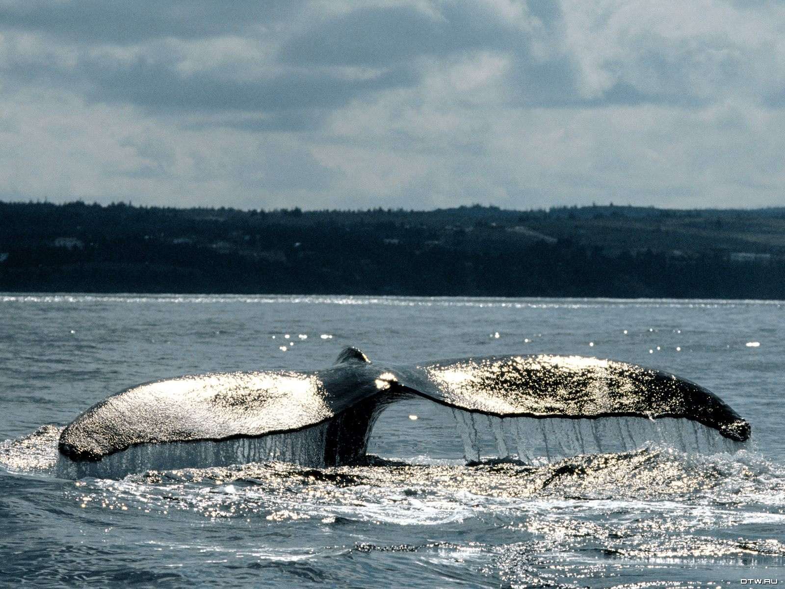 Горбатый кит остров Врангеля