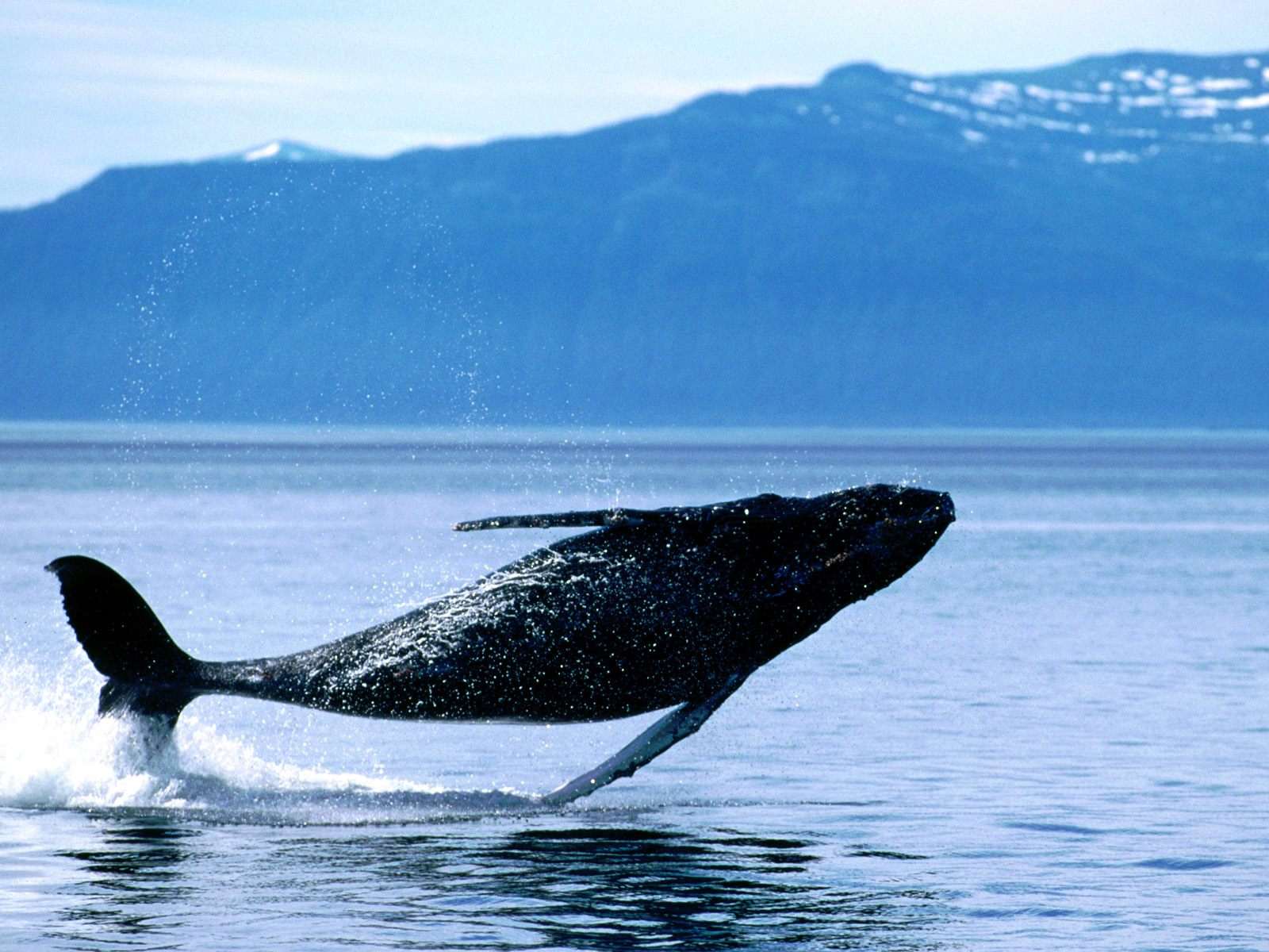 Горбатый кит Харриет