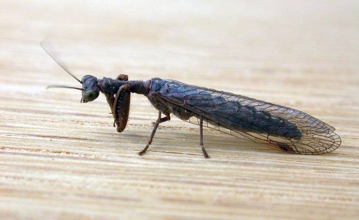 Theristria imperfecta, фото насекомые фотография