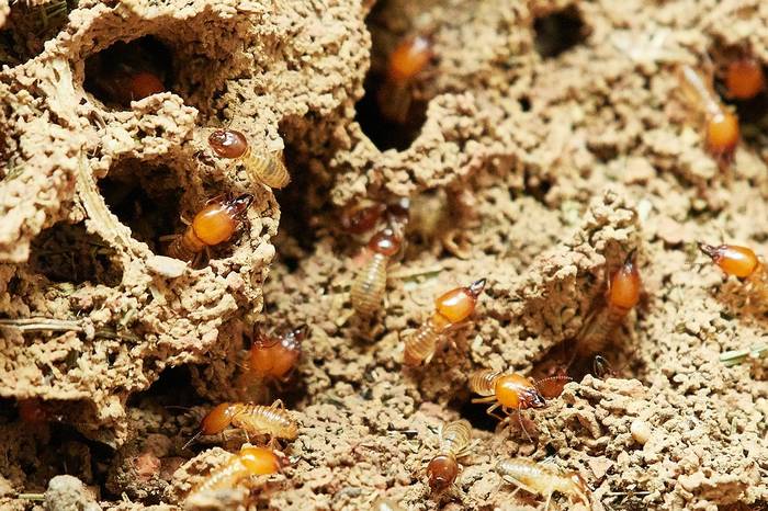 Термиты в гнезде, фото насекомые фотография