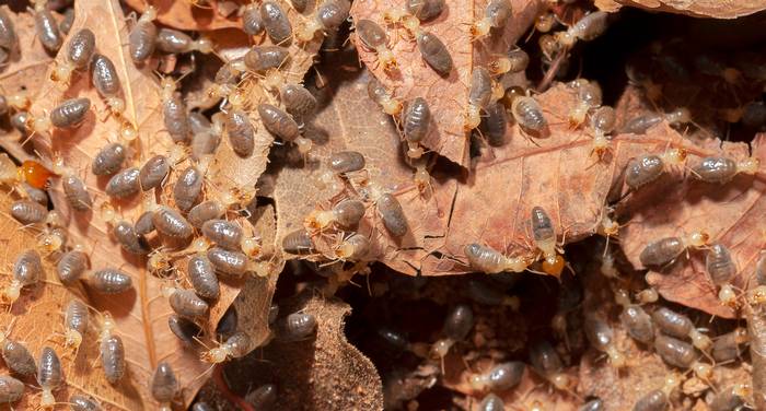 Рабочие термиты, поедающие опавшие листья, фото насекомые фотография