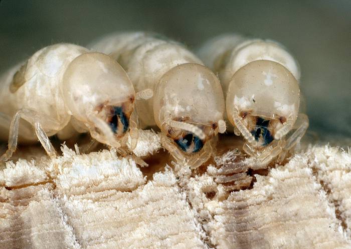 Термиты (Cryptotermes domesticus), фото насекомые фотография