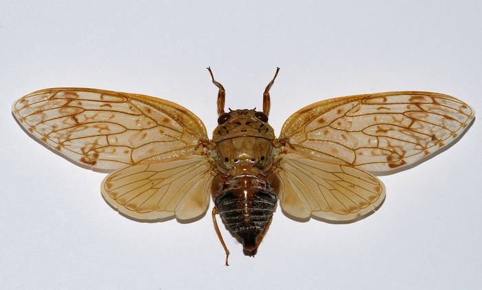 Цикада Yanga grandidieri, фото фотография насекомые