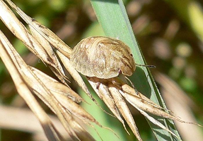 Нефритовая цикада (Dundubia vaginata), фото фотография насекомые