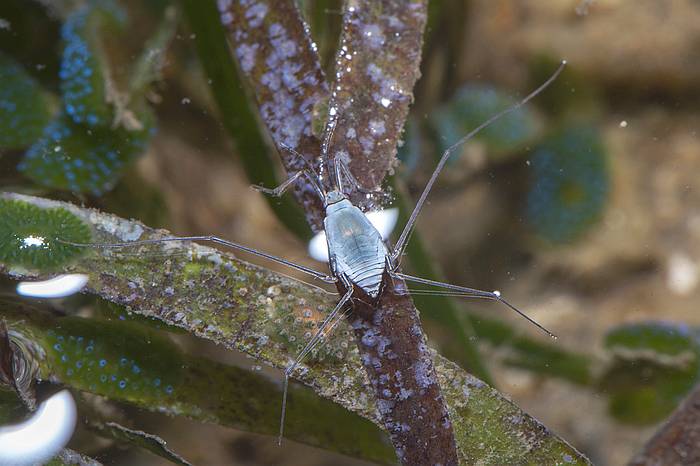 Морской клоп-водомерка (Halobates sp.), фото фотография насекомые