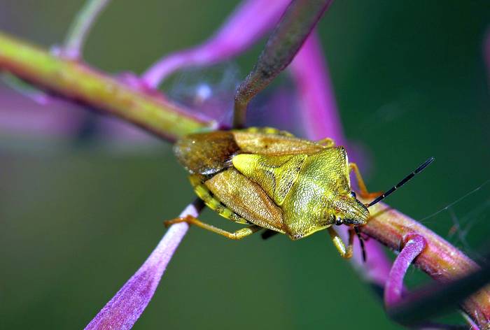Щитник черноусый (Carpocoris purpureipennis), фото фотография насекомые