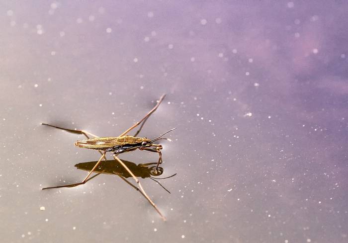 Водомерка обыкновенная (Hydrometra stagnorum), фото фотография насекомые