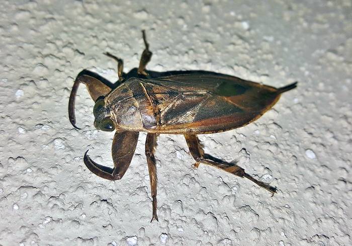 Гигантский водяной клоп (Lethocerus americanus), фото фотография насекомые