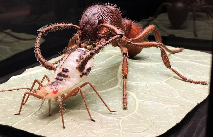 Щетинковая тля кленовая длинноусая (Periphyllus aceris), фото фотография насекомые