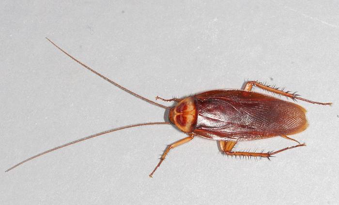 Американский таракан (Periplaneta americana), фото фотография насекомые