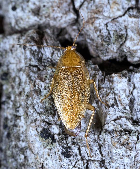 Ectobius pallidus, фото фотография насекомые