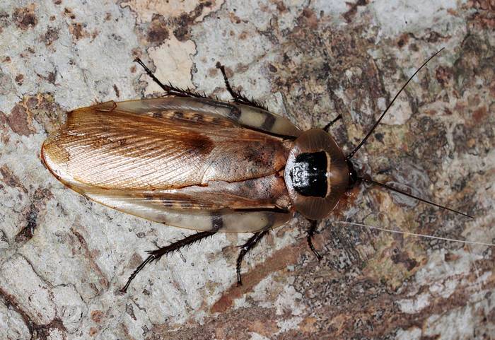 Гигантский таракан (Blaberus giganteus), фото фотография насекомые