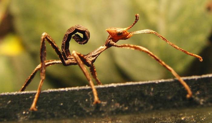 Палочник Маклея, австралийский палочник (Extatosoma tiaratum), фото фотография насекомые