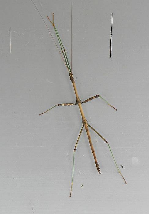 Индийский палочник (Carausius morosus), фото фотография насекомые