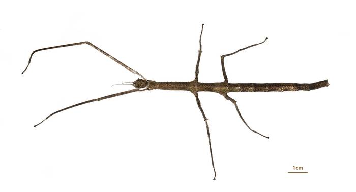 Аннамский палочник (Medauroidea extradentata), фото фотография насекомые