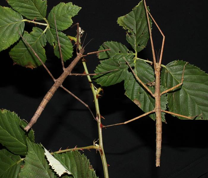 Аннамский палочник (Medauroidea extradentata), фото фотография насекомые