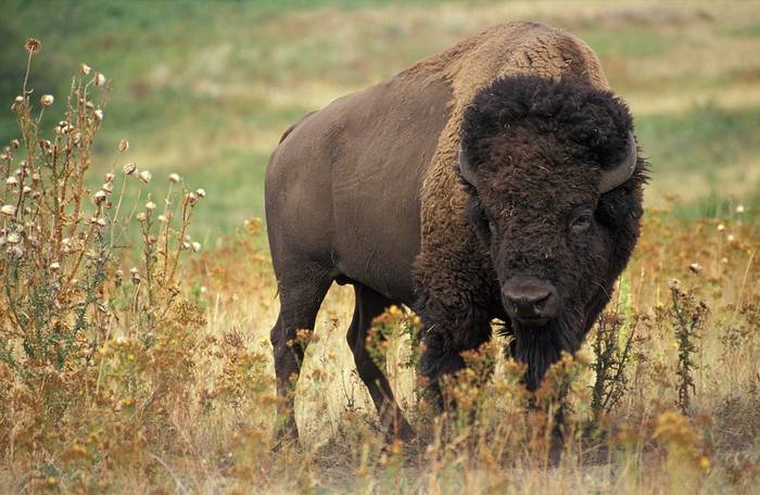 Американский бизон (Bison bison), фото фотография