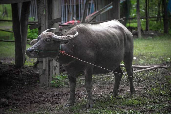Азиатский буйвол (Bubalus bubalis), фото фотография