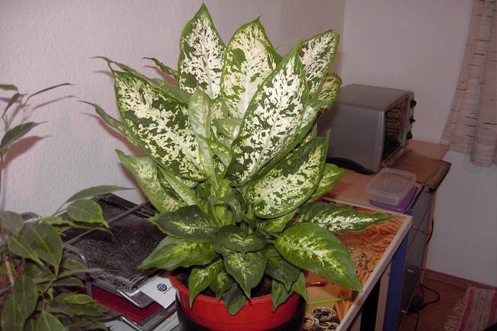 Диффенбахия (Dieffenbachia), фото фотография растения