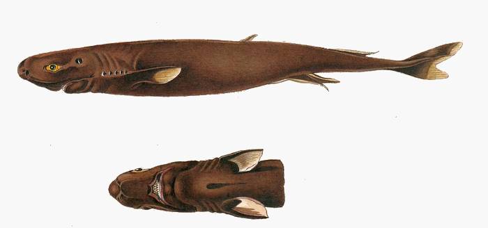 Карликовая акулка (Euprotomicrus bispinatus), рисунок картинка рыбы