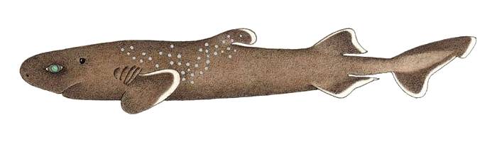 Светлохвостая акула (Euprotomicroides zantedeschia), рисунок картинка рыбы