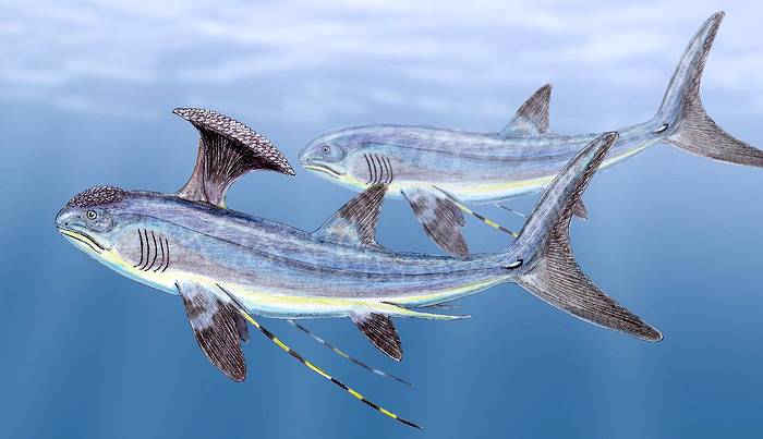 Стетаканты (Stethacanthus), картинка рисунок реконструкция вымершие акулы