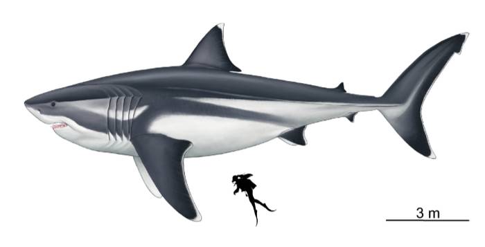 Мегалодон (Carcharocles megalodon), картинка рисунок реконструкция вымершие акулы