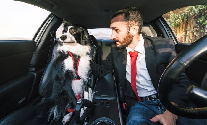 Бордер-колли сидит на переднем сиденье автомобиля, безопасная перевозка собак, фото фотография