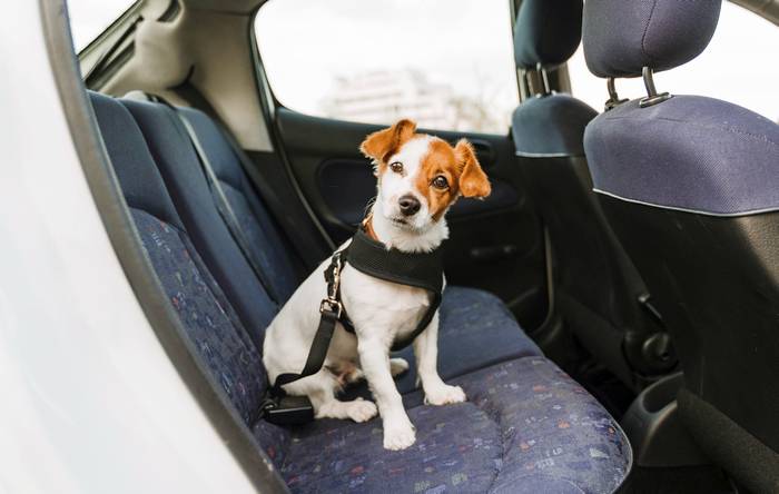 Джек-рассел-терьер сидит на заднем сиденье машины, безопасная перевозка собак, фото фотография