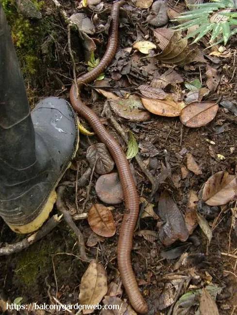Гигантский дождевой червь (Megascolides australis), фото фотография беспозвоночные
