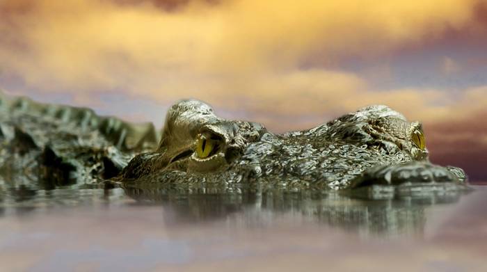 Крокодил в воде, морда крокодила, фото фотография рептилии