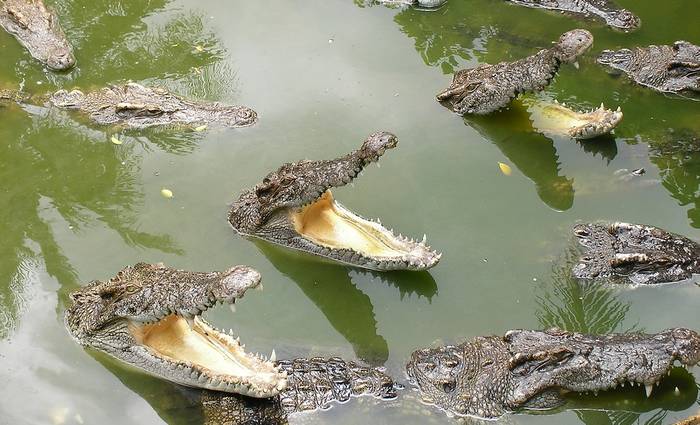 Голодный крокодилы, фото фотография рептилии