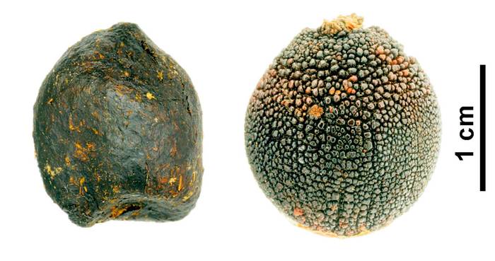 Слева - фекалии беломордого бубала, справа - семена Ceratocaryum argenteum, фото фотография растения